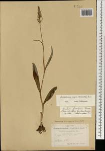 Dactylorhiza fuchsii subsp. fuchsii, Mongolia (MONG) (Mongolia)
