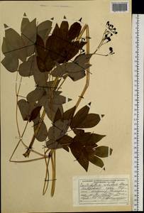 Caulophyllum robustum Maxim., Siberia, Russian Far East (S6) (Russia)