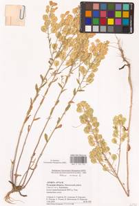 Thlaspi arvense L., Eastern Europe, Central region (E4) (Russia)