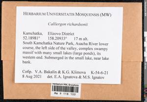Calliergon richardsonii (Mitt.) Kindb. ex G. Roth, Bryophytes, Bryophytes - Chukotka & Kamchatka (B21) (Russia)