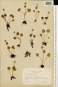 Ficaria verna Huds., Eastern Europe, Central forest-and-steppe region (E6) (Russia)