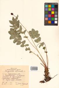 Sanguisorba officinalis L., Siberia, Russian Far East (S6) (Russia)