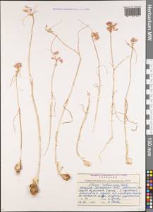 Allium kunthianum Vved., Caucasus, Stavropol Krai, Karachay-Cherkessia & Kabardino-Balkaria (K1b) (Russia)
