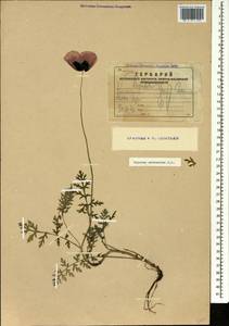 Papaver arenarium M. Bieb., Caucasus, Armenia (K5) (Armenia)