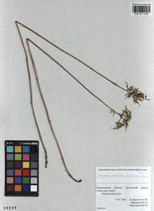 Leonurus deminutus V.I.Krecz., Siberia, Altai & Sayany Mountains (S2) (Russia)
