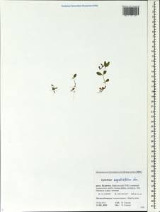 Epilobium anagallidifolium Lam., Siberia, Baikal & Transbaikal region (S4) (Russia)