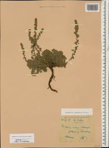 Artemisia alpina Pall. ex Willd., Caucasus, Armenia (K5) (Armenia)