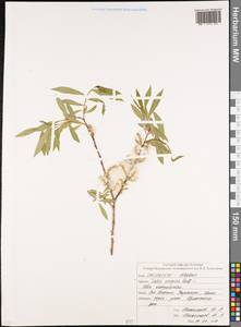 Salix caspica Pall., Caucasus, North Ossetia, Ingushetia & Chechnya (K1c) (Russia)