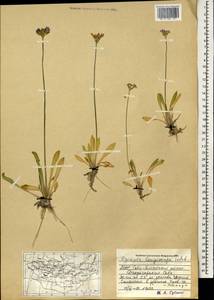 Primula longiscapa Ledeb., Mongolia (MONG) (Mongolia)