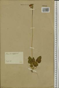 Primula cortusoides L., Siberia, Western Siberia (S1) (Russia)