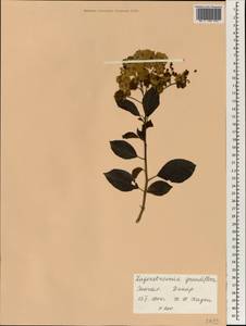 Duabanga grandiflora (Roxb. ex DC.) Walp., Africa (AFR) (Senegal)