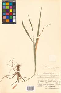 Hordelymus europaeus (L.) Jess. ex Harz, Eastern Europe, Moldova (E13a) (Moldova)