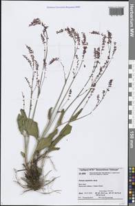 Rumex arifolius All., Siberia, Central Siberia (S3) (Russia)