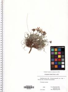 Astragalus helmii Fisch. ex DC., Eastern Europe, Eastern region (E10) (Russia)