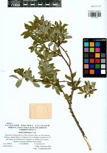 Salix bebbiana Sarg., Siberia, Baikal & Transbaikal region (S4) (Russia)