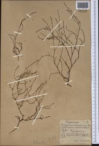 Polygonum salsugineum M. Bieb., Middle Asia, Northern & Central Kazakhstan (M10) (Kazakhstan)