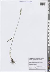 Elymus mutabilis (Drobow) Tzvelev, Siberia, Central Siberia (S3) (Russia)