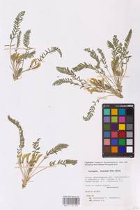 Astragalus buchtormensis Pall., Eastern Europe, Lower Volga region (E9) (Russia)