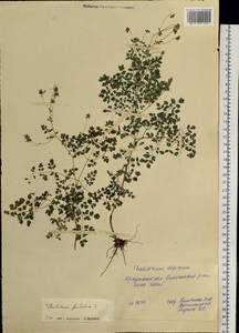 Thalictrum foetidum L., Siberia, Baikal & Transbaikal region (S4) (Russia)