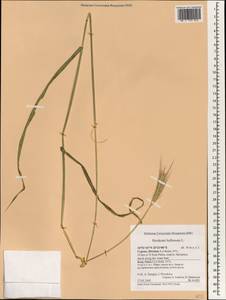 Hordeum bulbosum L., South Asia, South Asia (Asia outside ex-Soviet states and Mongolia) (ASIA) (Cyprus)