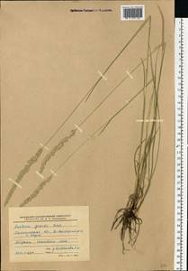 Koeleria pyramidata subsp. pyramidata, Eastern Europe, North-Western region (E2) (Russia)