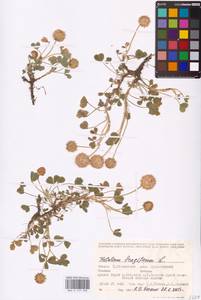 Trifolium fragiferum L., Eastern Europe, Middle Volga region (E8) (Russia)