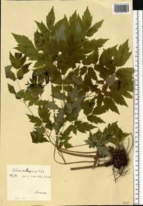 Actaea rubra subsp. rubra, Eastern Europe, Northern region (E1) (Russia)