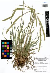 Phleum phleoides (L.) H.Karst., Siberia, Baikal & Transbaikal region (S4) (Russia)