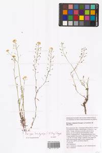 Rorippa brachycarpa (C.A.Mey.) Hayek, Eastern Europe, Lower Volga region (E9) (Russia)