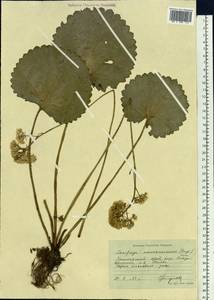 Micranthes manchuriensis (Engl.) Gornall & H.Ohba, Siberia, Russian Far East (S6) (Russia)