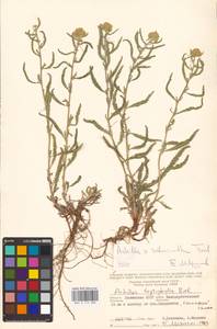 Achillea ×submicrantha Tzvelev, Eastern Europe, Lower Volga region (E9) (Russia)