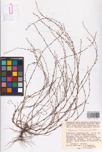 Polygonum patulum M.Bieb., Middle Asia, Caspian Ustyurt & Northern Aralia (M8) (Kazakhstan)