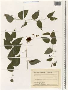 Smilacaceae, South Asia, South Asia (Asia outside ex-Soviet states and Mongolia) (ASIA) (India)