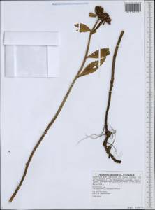 Phedimus aizoon (L.) 't Hart, Siberia, Russian Far East (S6) (Russia)