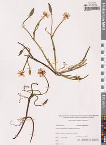 Coptidium pallasii (Schltdl.) Á.Löve & D.Löve, Siberia, Chukotka & Kamchatka (S7) (Russia)
