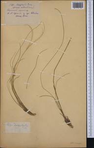 Stipa dasyphylla (Lindem.) Czern. ex Trautv., Eastern Europe, South Ukrainian region (E12) (Ukraine)