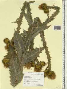 Onopordum acanthium L., Eastern Europe, Central forest-and-steppe region (E6) (Russia)