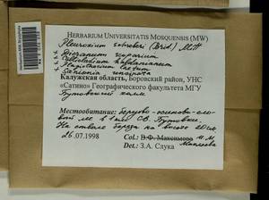 Plagiothecium laetum Schimp., Bryophytes, Bryophytes - Middle Russia (B6) (Russia)