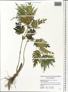 Urtica cannabina L., Siberia, Baikal & Transbaikal region (S4) (Russia)