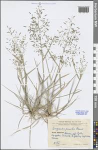 Eragrostis minor Host, South Asia, South Asia (Asia outside ex-Soviet states and Mongolia) (ASIA) (China)