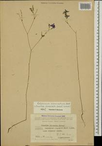 Delphinium consolida subsp. divaricatum (Ledeb.) A. Nyár., Caucasus, Azerbaijan (K6) (Azerbaijan)