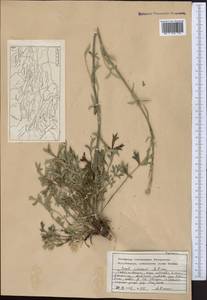 Seseli rimosum Pimenov, Middle Asia, Pamir & Pamiro-Alai (M2) (Tajikistan)