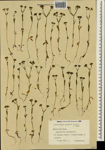 Valerianella eriocarpa Desv., Crimea (KRYM) (Russia)