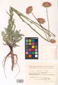 Jurinea cretacea Bunge, Eastern Europe, Lower Volga region (E9) (Russia)