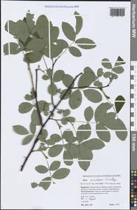 Rosa acicularis Lindl., Siberia, Baikal & Transbaikal region (S4) (Russia)