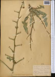 Cichorium pumilum Jacq., Middle Asia, Kopet Dag, Badkhyz, Small & Great Balkhan (M1) (Turkmenistan)