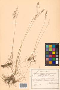 Avenella flexuosa (L.) Drejer, Siberia, Russian Far East (S6) (Russia)