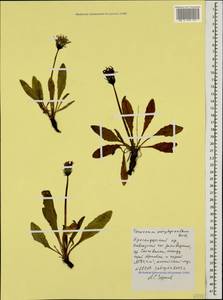 Taraxacum porphyranthum Boiss., Caucasus, Krasnodar Krai & Adygea (K1a) (Russia)