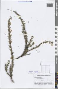 Caragana pygmaea (L.) DC., Siberia, Altai & Sayany Mountains (S2) (Russia)