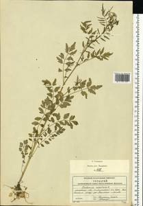 Cardamine impatiens L., Eastern Europe, Moscow region (E4a) (Russia)